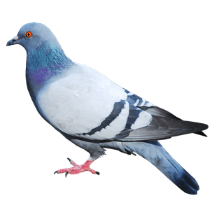 Pigeon PNG-54605